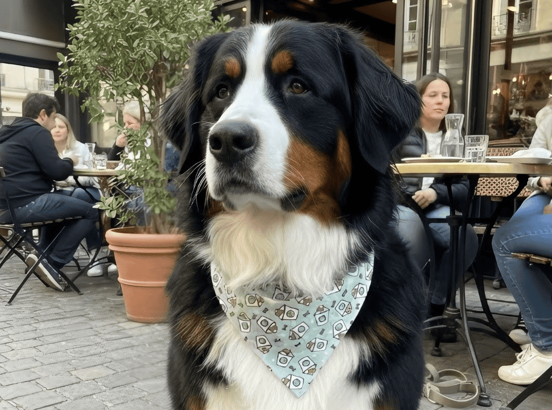 Pañuelos para perros